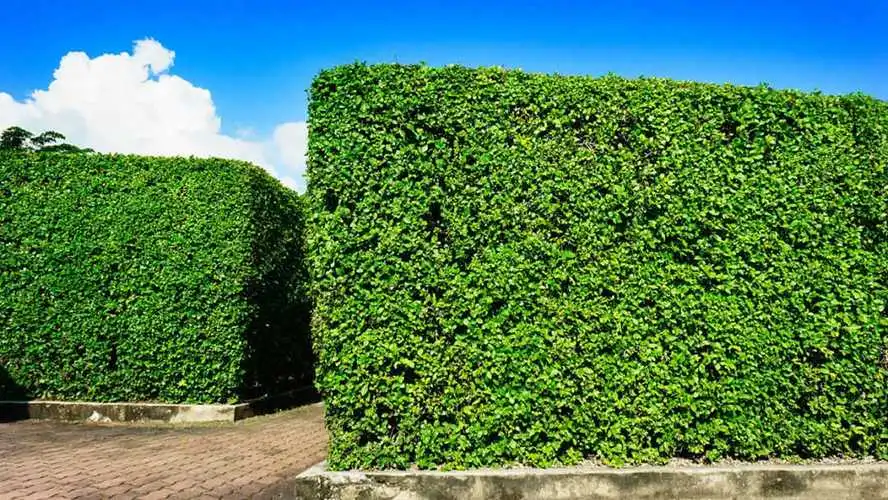 城市园林管理养护存在的隐患：园艺工人职业健康风险调查？