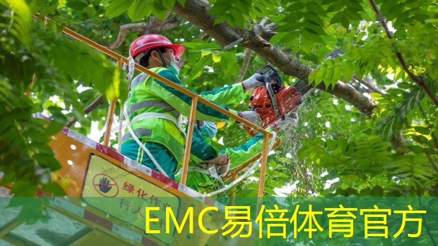 25公分榉树绿化工程